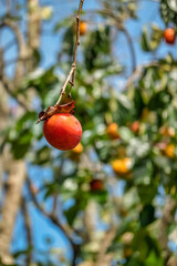 Raw Material Farm Diospyros kaki fruit or Persimmons are exposed to the sun and natural wind like the Japanese and Korean Hoshigaki method, Da Lat, Vietnam