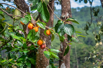 Raw Material Farm Diospyros kaki fruit or Persimmons are exposed to the sun and natural wind like the Japanese and Korean Hoshigaki method, Da Lat, Vietnam