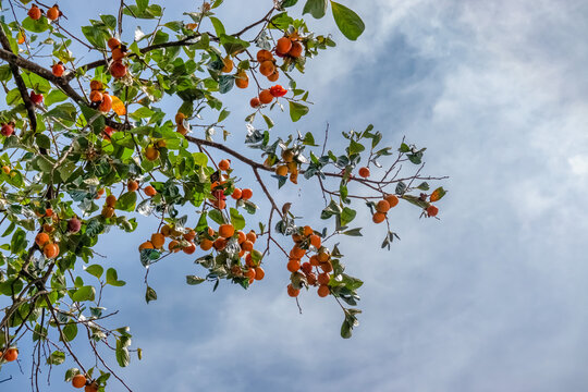 Raw Material Farm Diospyros kaki fruit or Persimmons are exposed to the sun and natural wind like the Japanese and Korean Hoshigaki method, Da Lat, Vietnam