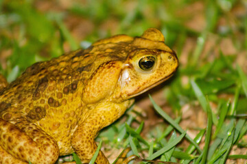 yellow frog sitting on grass in a rainy night