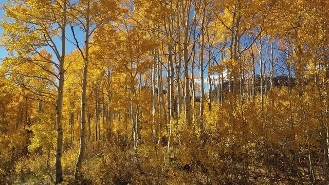 View of blue sky showing through yellow aspen tree leaves in the Fall moving at mid level as the wind blows.