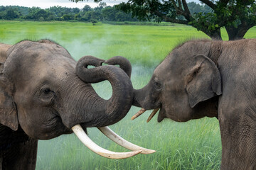 Two elephants are contacting each other by using their trunk with rice fields as background.