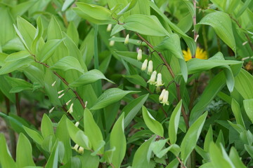白いアマドコロの花が咲く
