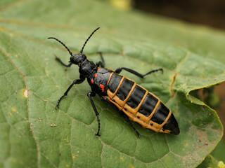 Zucchini beetle on a leaf