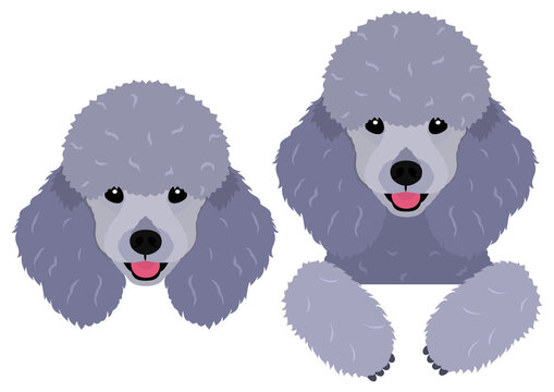 Blue Poodles Images Browse 5 594 Stock Photos Vectors and