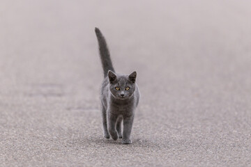 Portrait of a young grey cat walking on an asphalt road