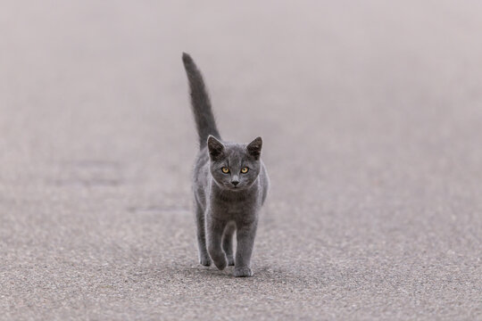 Portrait of a young grey cat walking on an asphalt road