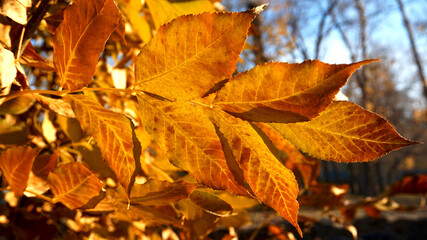 autumn leaves