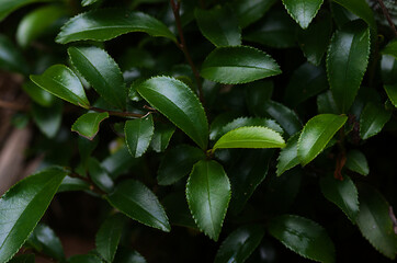 close up of green leaves
