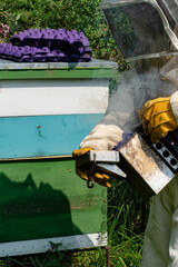 Proceso de apicultura orgánica y ética - obrazy, fototapety, plakaty