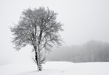 Fototapeta na wymiar Baum in einer Winterlandschaft 