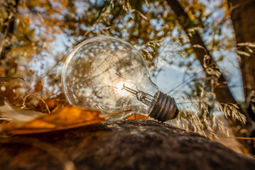 light bulb in the garden