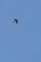 sparrow hawk in the sky