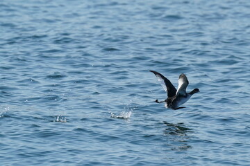 Fototapeta na wymiar black necked grebe in the sea