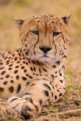 close up portrait of cheetah