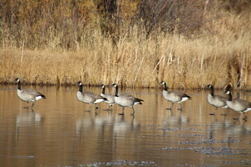 Geese Walking On Ice, Pylypow Wetlands, Edmonton, Alberta