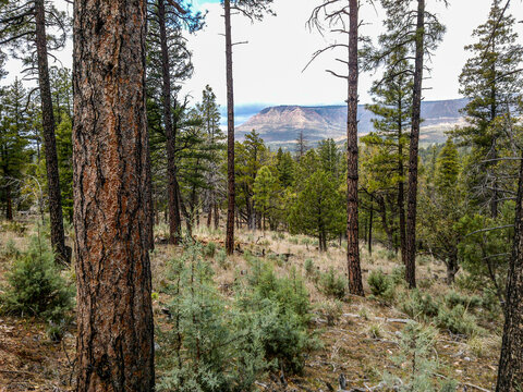 Payson, Arizona Mogollon Rim