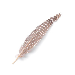 Beautiful pheasant feather on white background