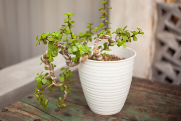 Cute bonsai tree in white plastic pot on table