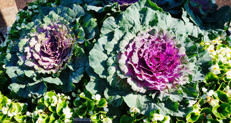 decorative cabbage, purple-green, flower bed, summer