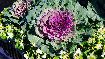 decorative cabbage, purple-green, flower bed, summer