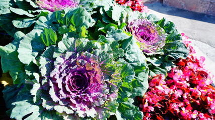 decorative cabbage, purple-green, flower bed, summer