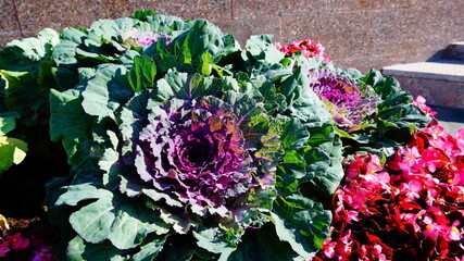 decorative cabbage, purple-green, flower bed, summer