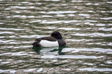 Male tufted duck, Aythya fuligula, swim in the pond