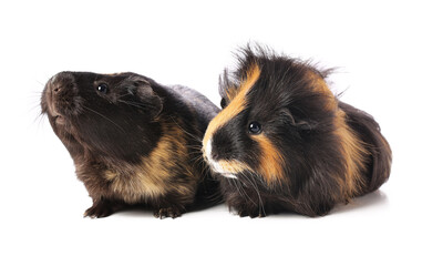 Cute guinea pigs on white background