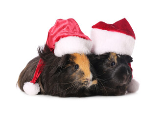 Cute guinea pigs in Santa hat on white background