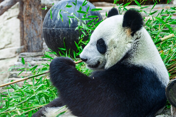 Obraz premium The Giant Panda Bear sits while eating a bamboo stalk