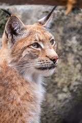 Portrait of The Eurasian lynx close-up, lat. Lynx lynx