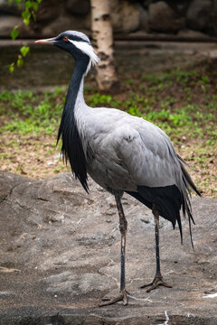 The demoiselle crane, lat. Anthropoides virgo or Grus virgo in zoo