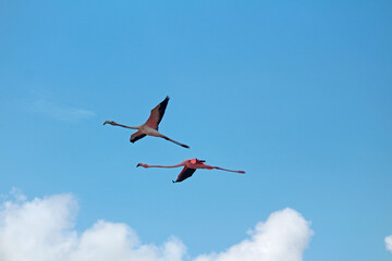 dos flamencos volando con cielo azul de fondo
