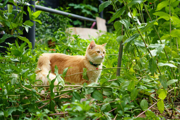 orange cat in the garden