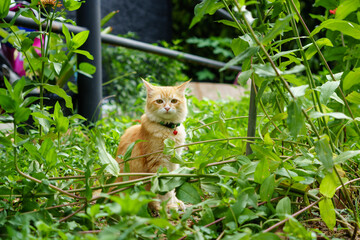 orange cat in the garden