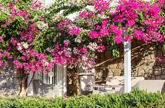 Beautiful pink and white begonville flowers on traditional summer house in Bodrum Turkey. Mediterranean plants in the garden