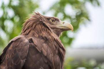 Portrait of Large and majestic raptor White-tailed eagle, Haliaeetus albicilla perched on a branch