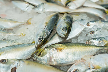 Fototapeta premium Fresh fish on ice display in a supermarket.
