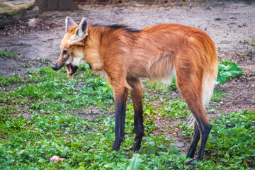Obraz premium Maned wolf, Chrysocyon brachyurus, walking in the grass