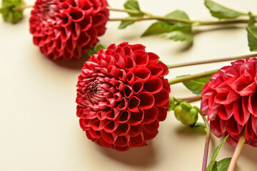 Beautiful dahlia flowers on color background, closeup