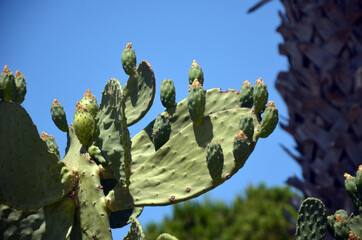 Opuntia cactus. Decorative plants in Marmaris, Turkey