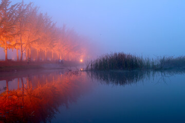 Obraz premium 괴산 문광지 은행나무