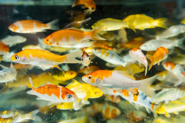 Gold fishes swimming in fish aquatic ornament tank relaxation at beautiful fish shop thailand.