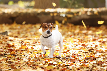 Cute Jack Russel terrier on fallen leaves in autumn park