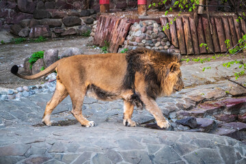Side portrait of a young Asian lion, lat. Pantera leo persica, in sunny day. The head with splendid mane of the King of beasts. © Dmitrii Potashkin