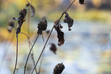 秋の池にたたずむ枯れた花