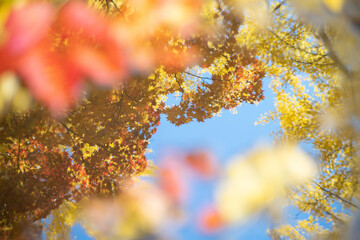 水たまりに映り込んだ紅葉の木々