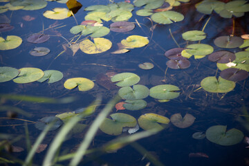 秋の池に浮かぶ蓮の葉