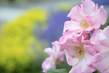 公園に咲くピンクのバラ